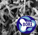 Bifidobacterium Longum BORI  Made in Korea